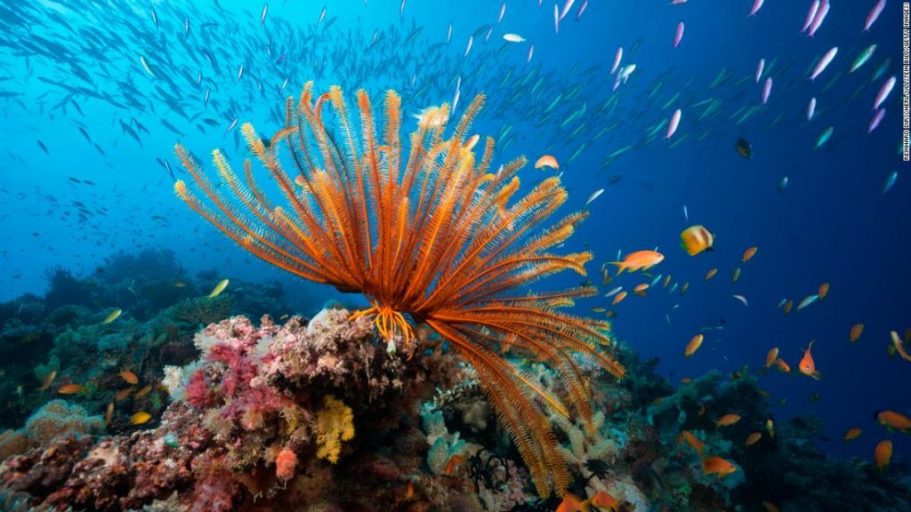 Fazer Scuba Diving na Grande Barreira de Coral é um ótimo exemplo do que fazer na Austrália