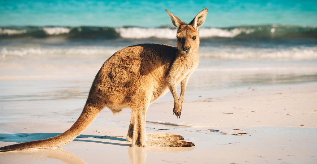 Leia a matéria e veja o que fazer na Austrália durante sua estadia.
