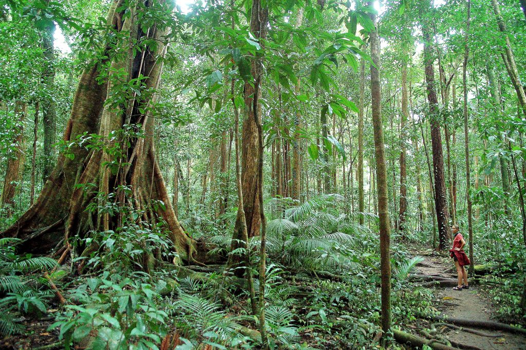 Daintree: Queensland na Austrália