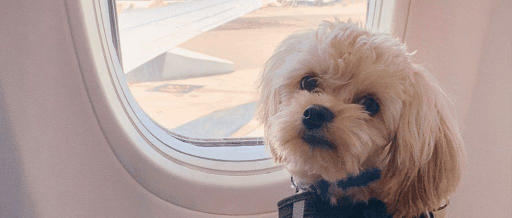 Viajar com o pet: dicas extras