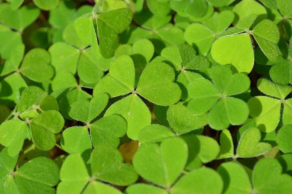 O trevo de 3 folhas foi usado por Saint Patrick